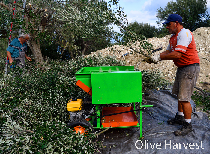 olive harvest ithaca